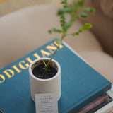 Candles | Santal